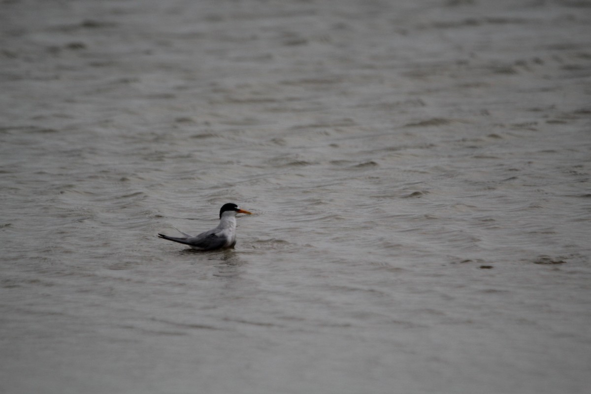 Least Tern - ML621350592