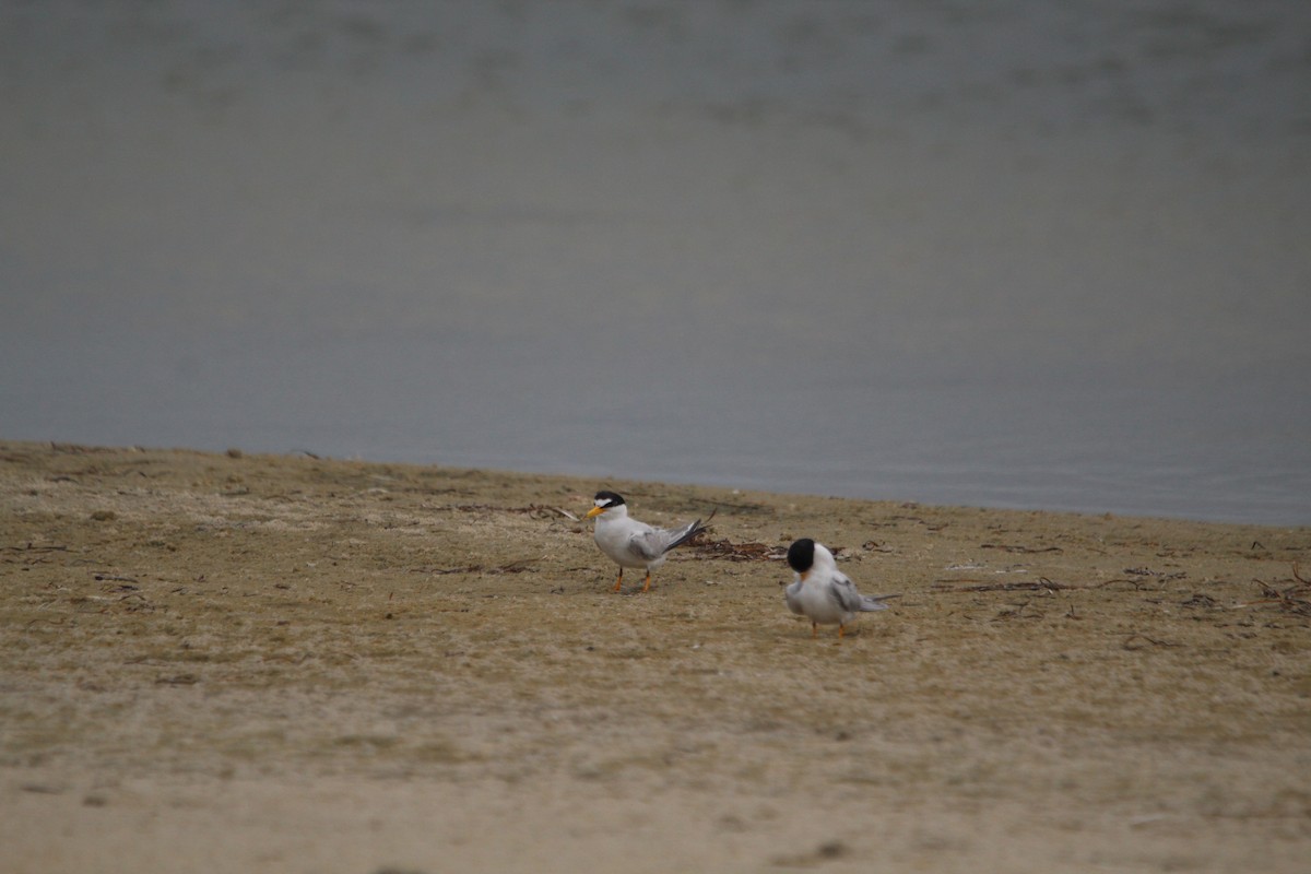 Least Tern - ML621350593