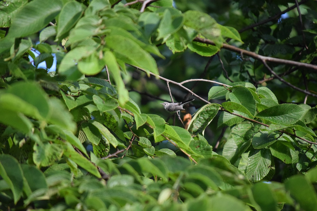 Blue-gray Gnatcatcher - ML621350597