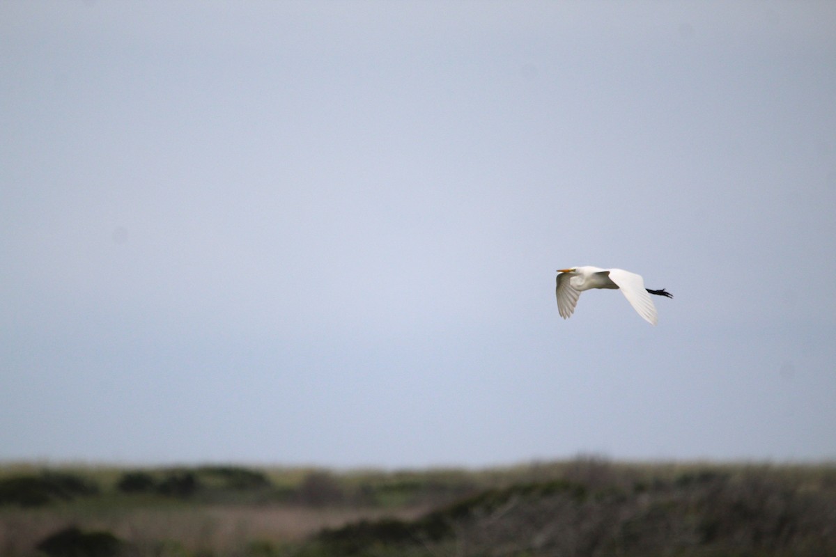 Great Egret - ML621350602