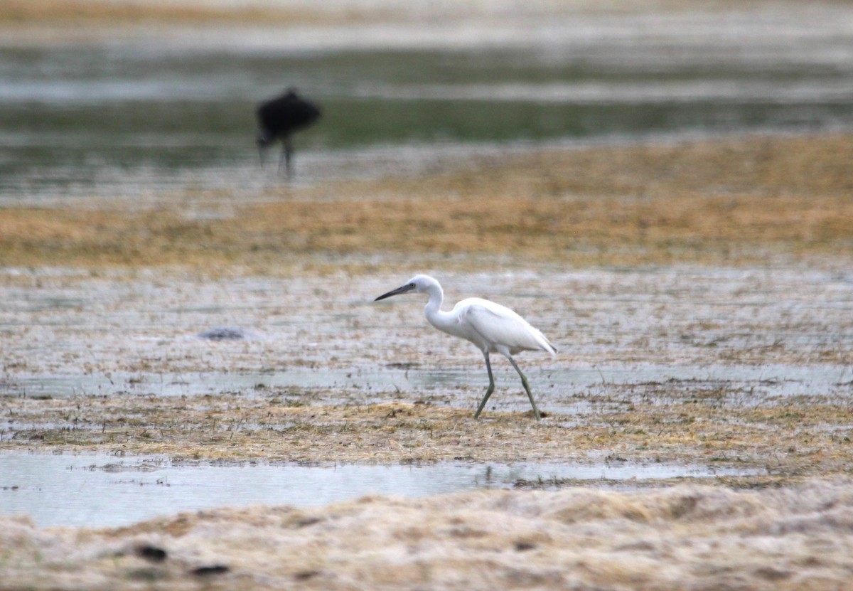 Little Blue Heron - ML621350630