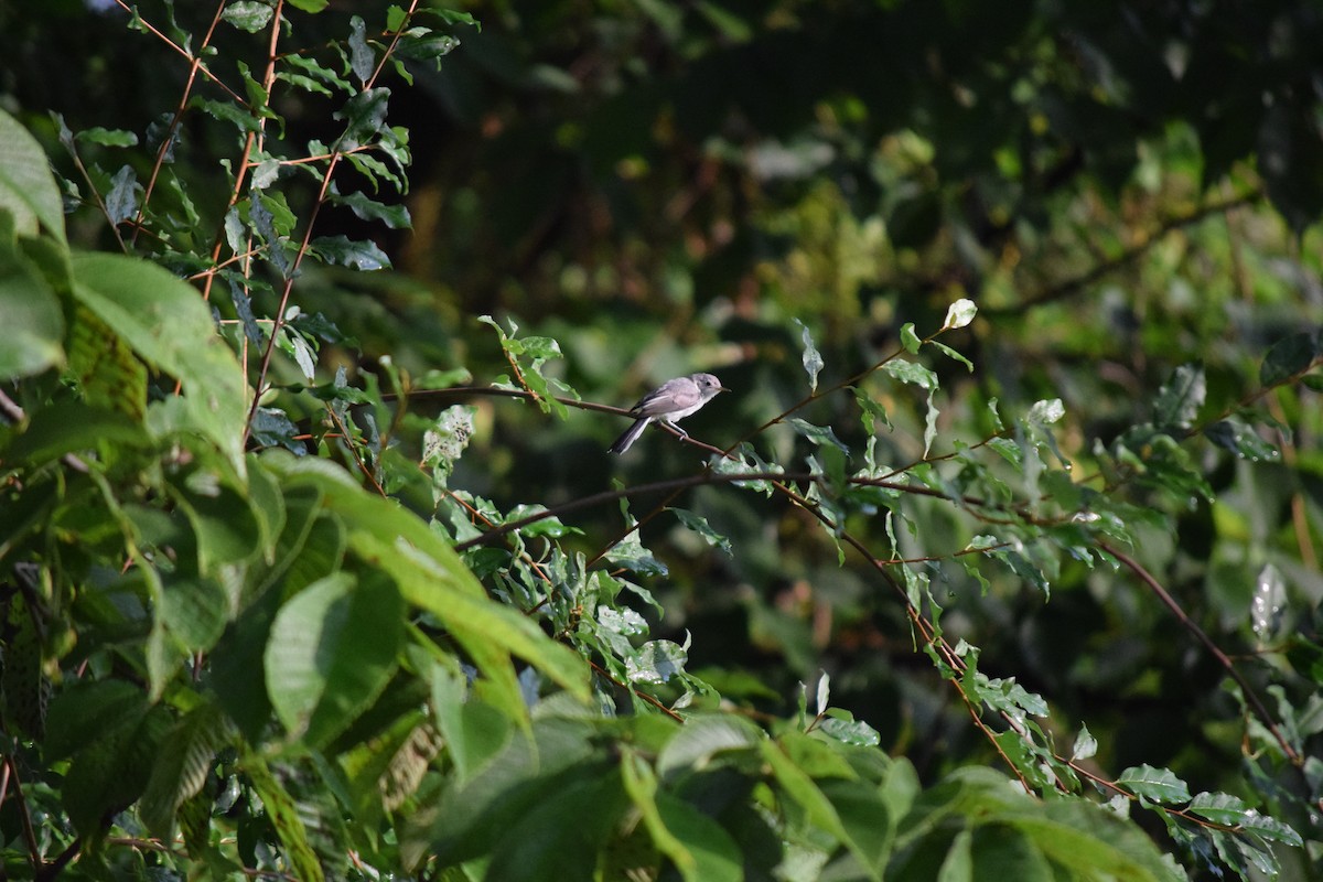 Blue-gray Gnatcatcher - ML621350631