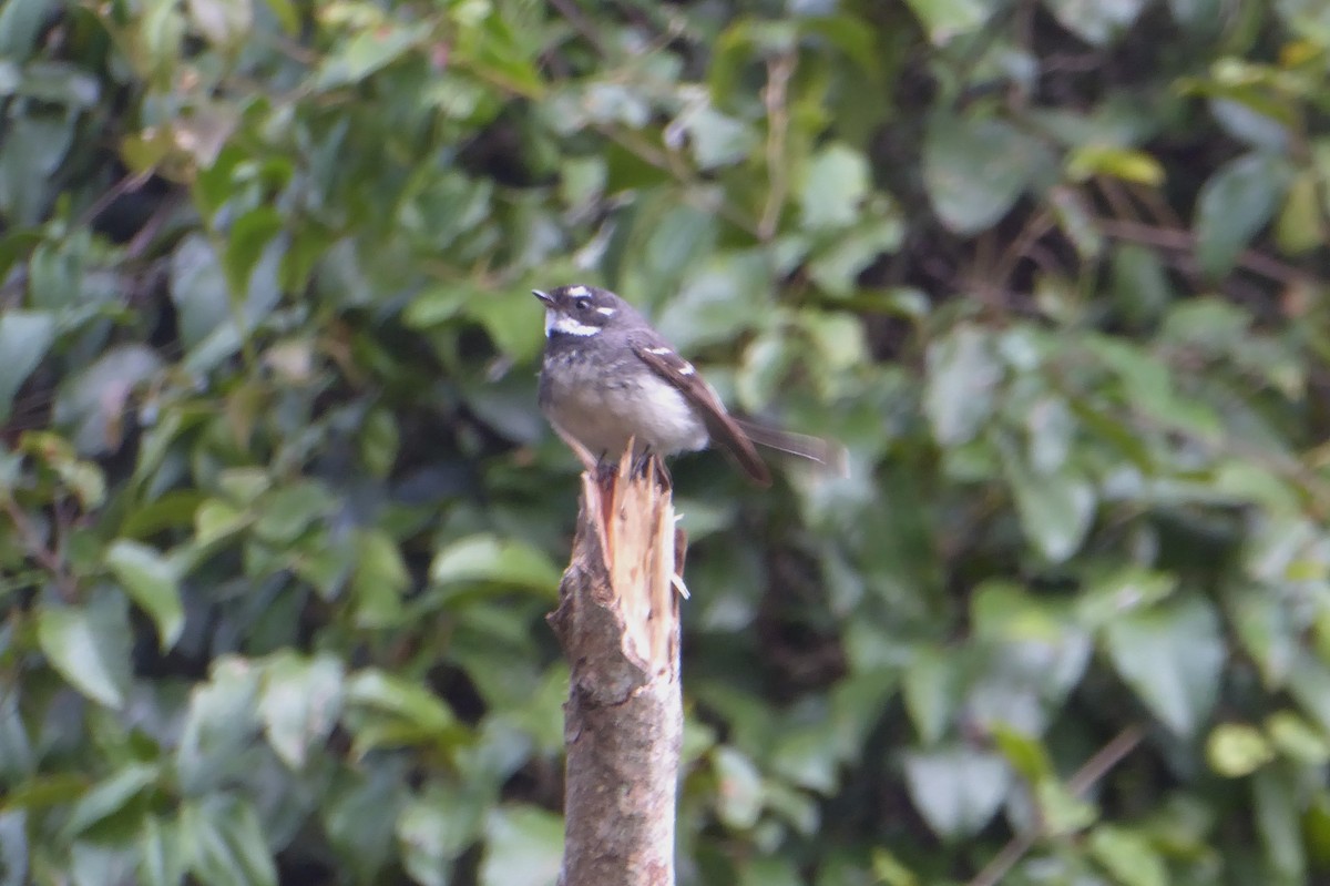 Gray Fantail - Morten Winther Dahl