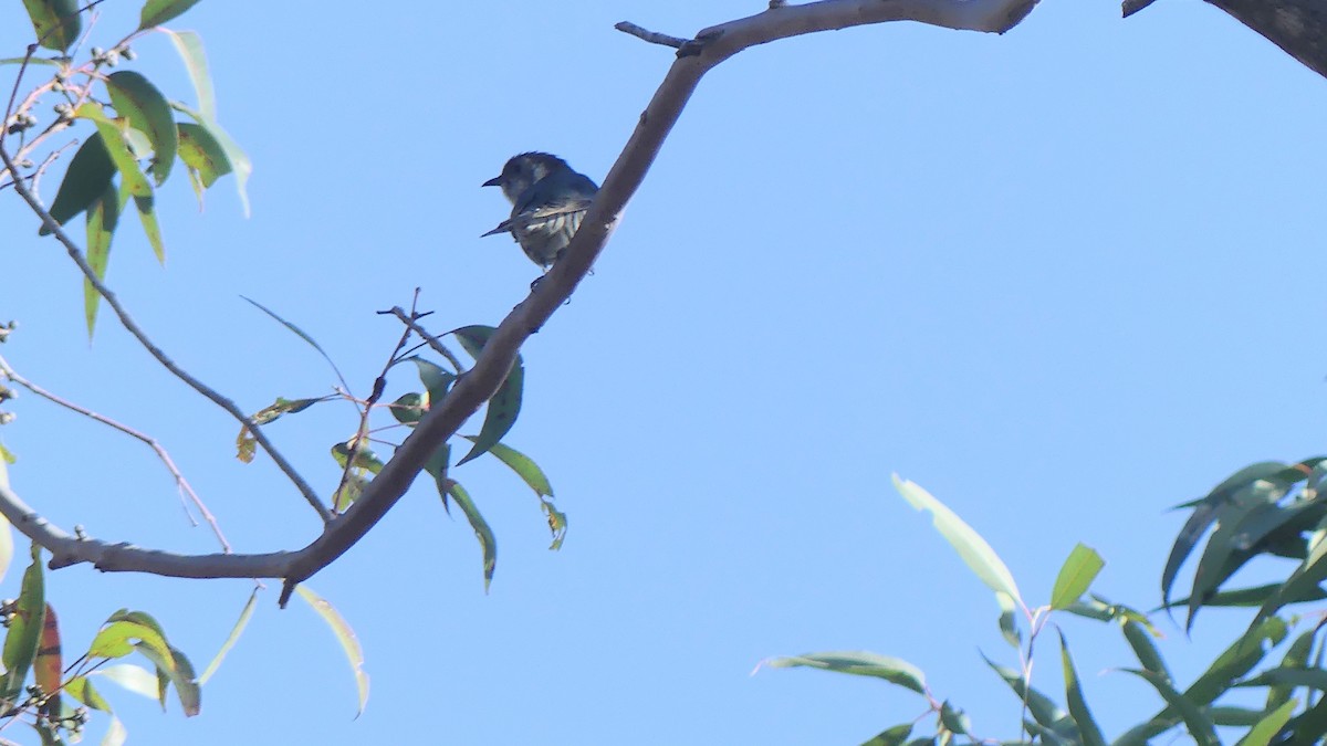 Shining Bronze-Cuckoo - ML621350722