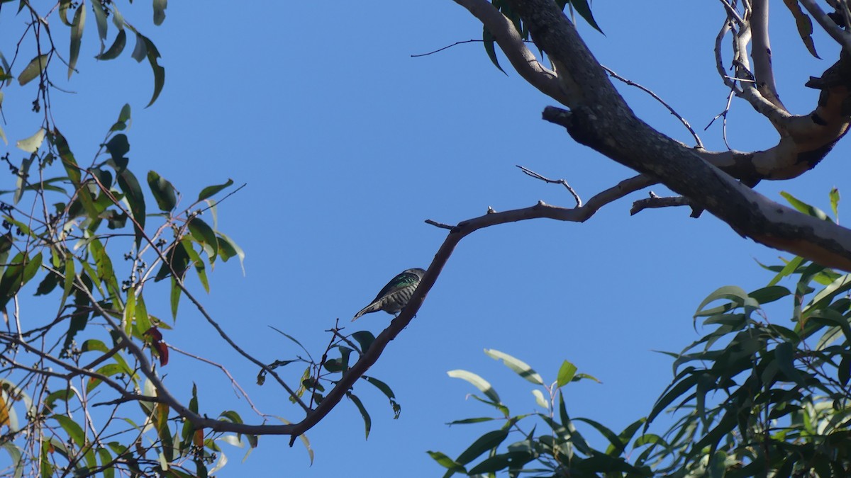 Shining Bronze-Cuckoo - ML621350723