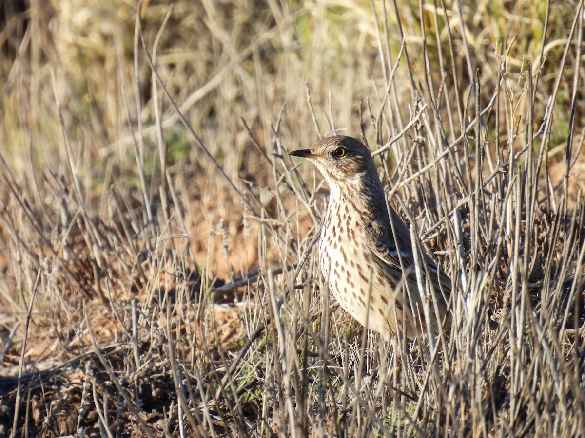 Sage Thrasher - ML621350726