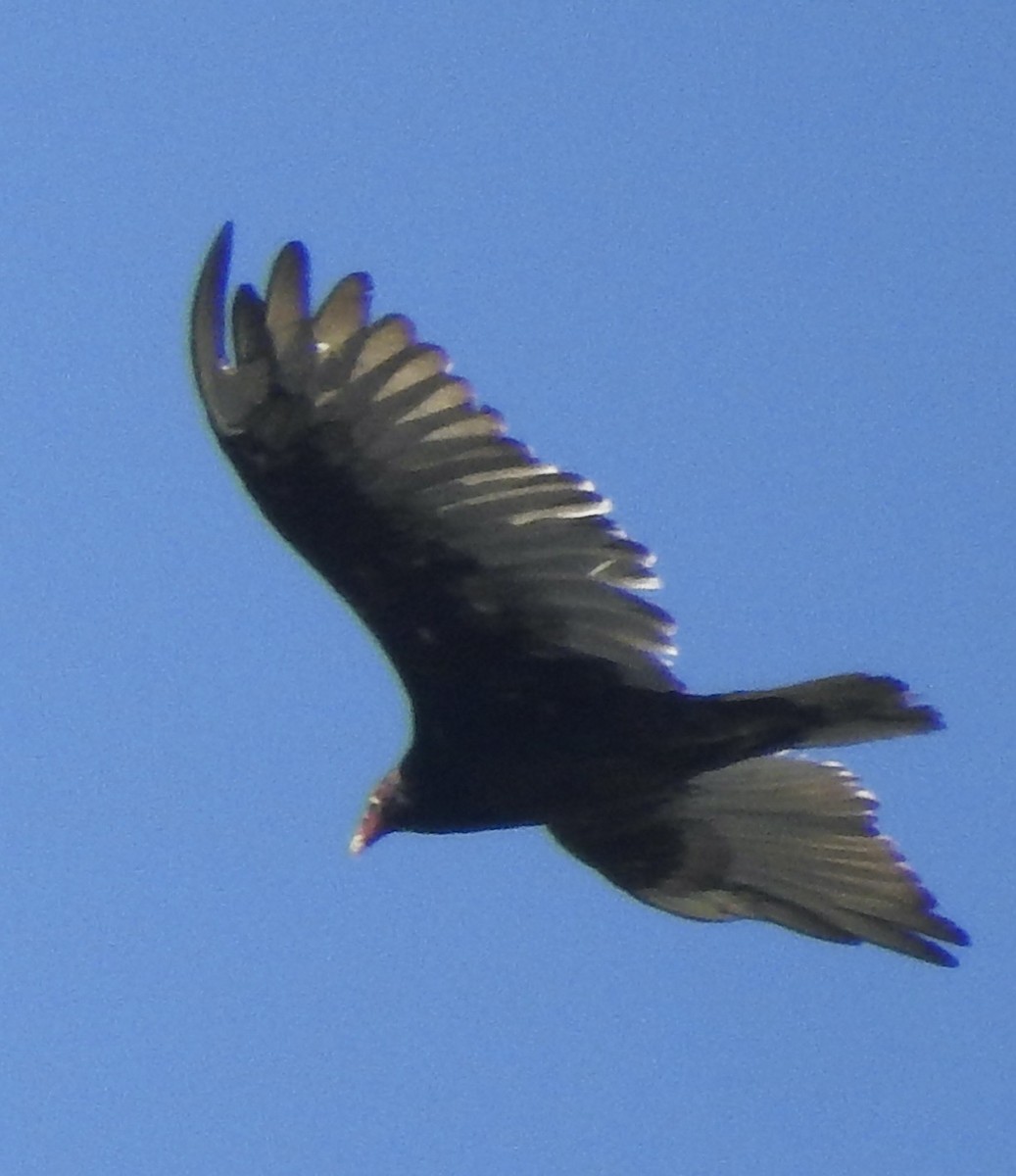 Turkey Vulture - ML621350729