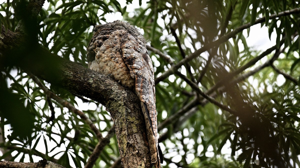 Great Potoo - ML621350733