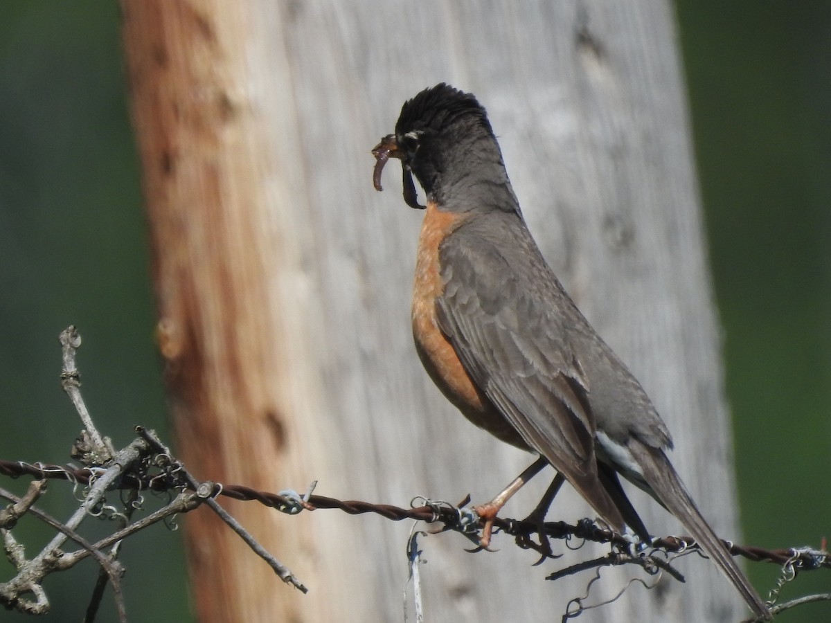 Дрізд мандрівний - ML621350751