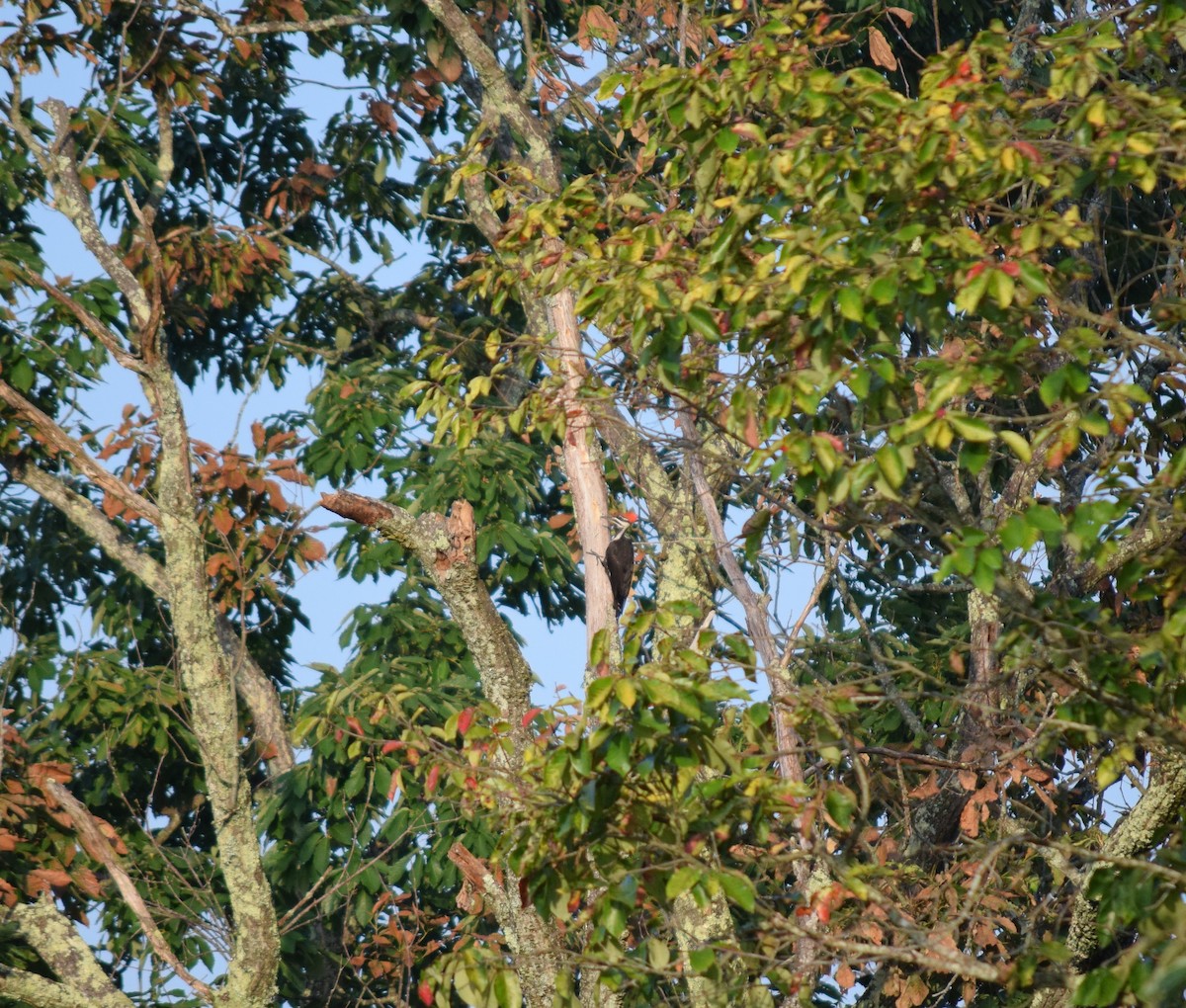 Pileated Woodpecker - ML621350777