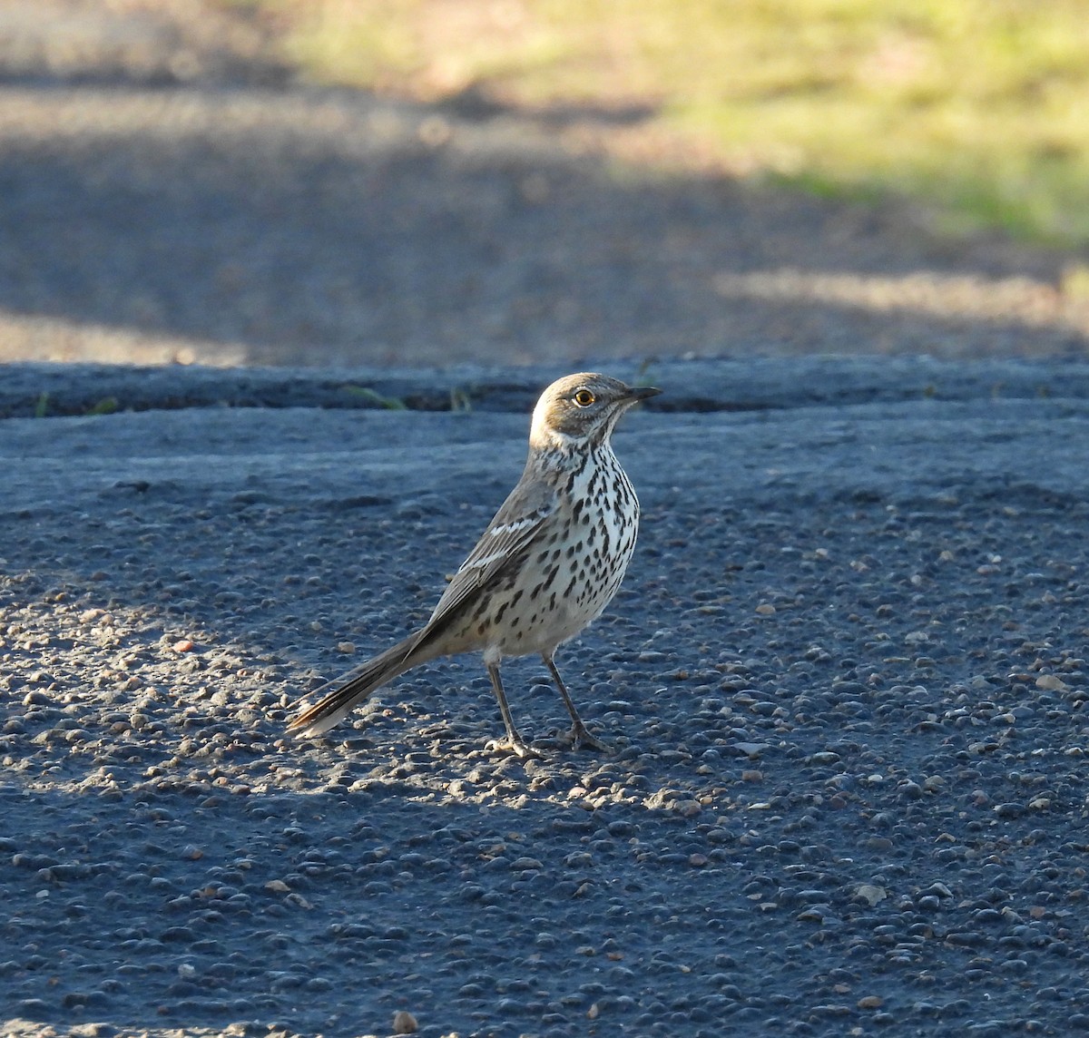 Sage Thrasher - ML621350790