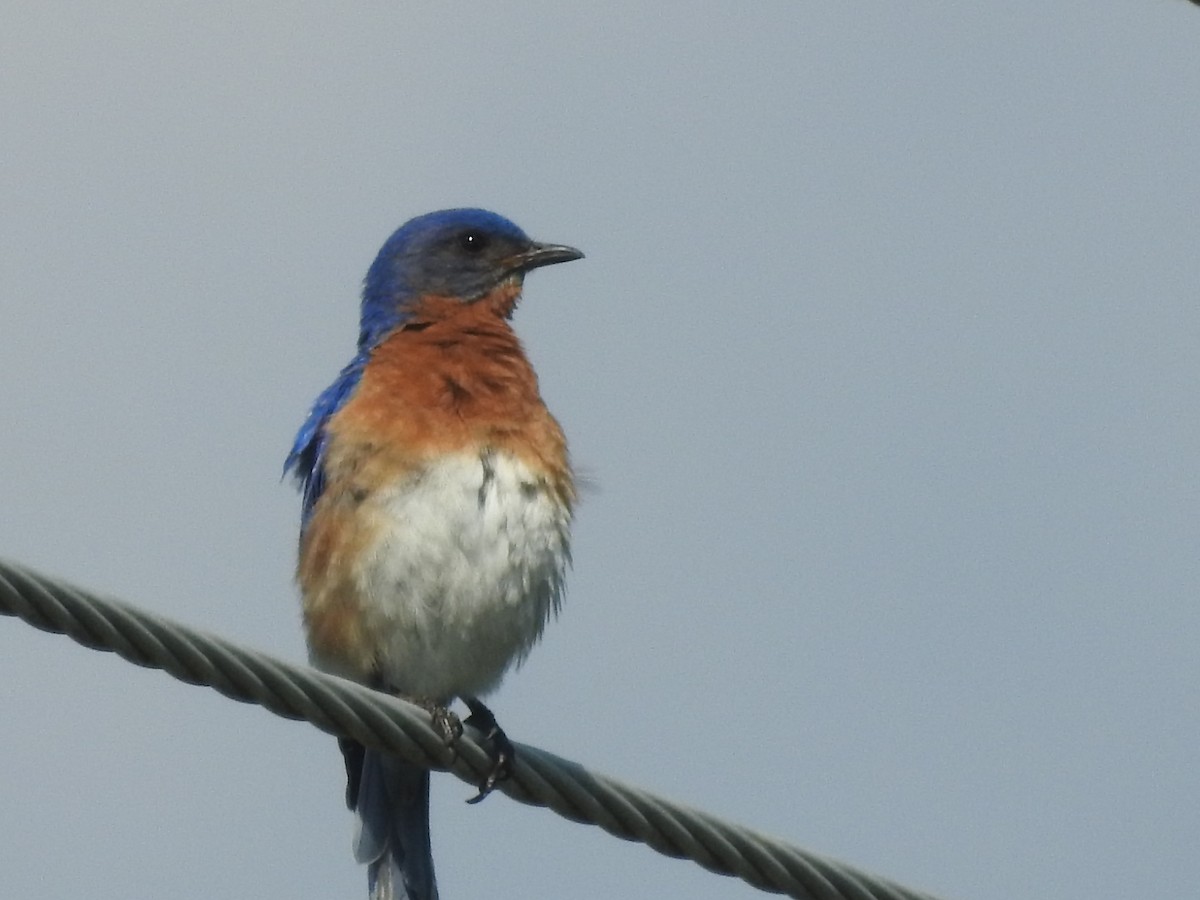 østblåfugl - ML621350832