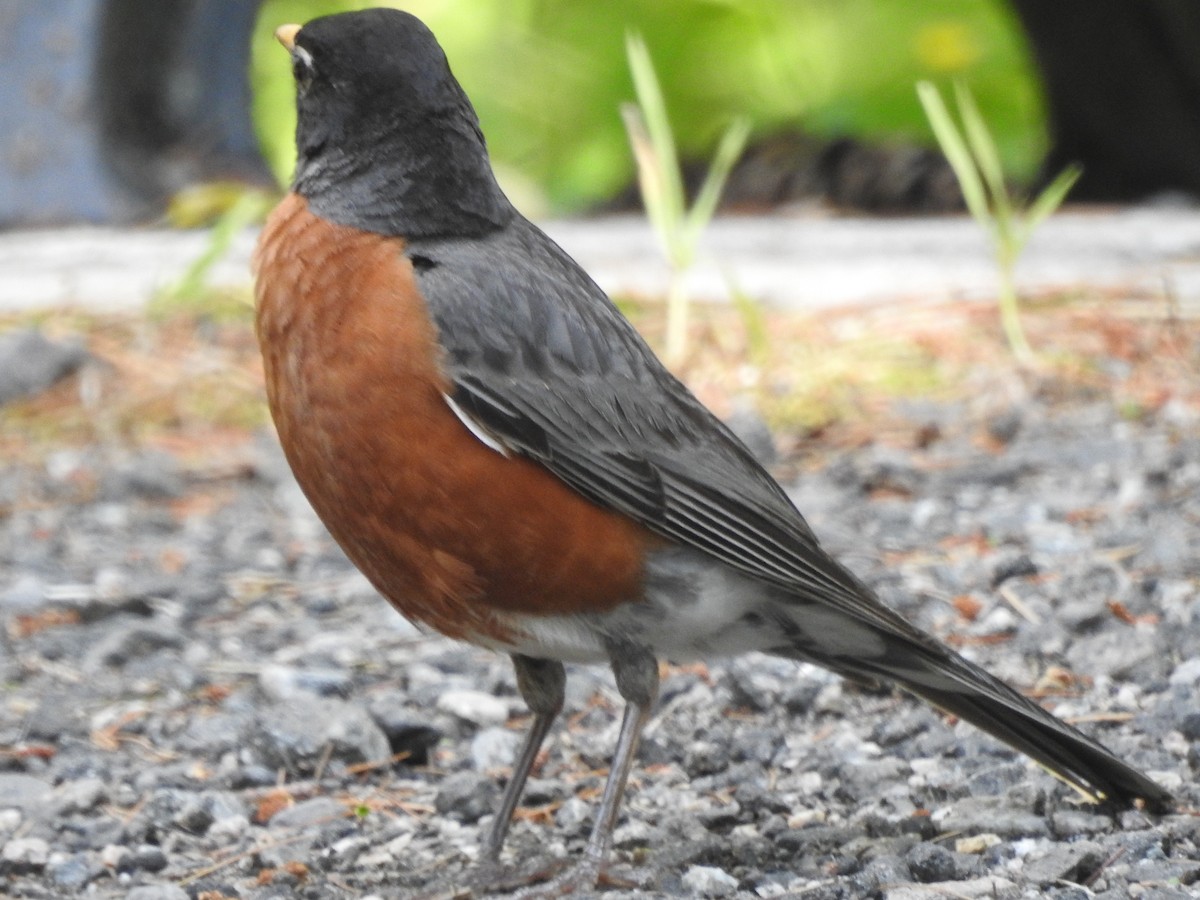 Дрізд мандрівний - ML621350847