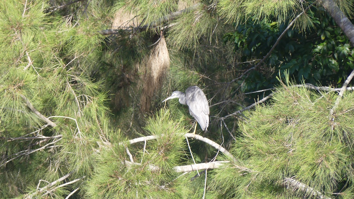 White-faced Heron - ML621350880