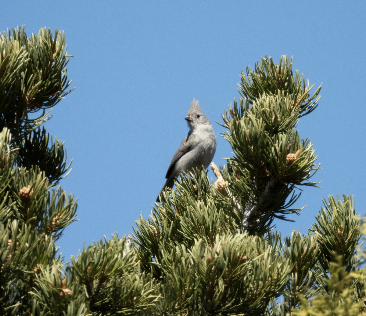 Juniper Titmouse - ML621350963