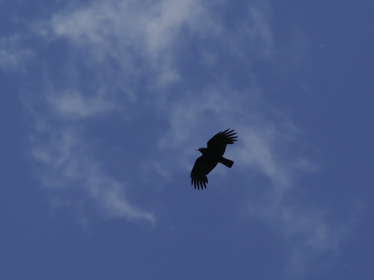 Red-billed Chough - ML621350983