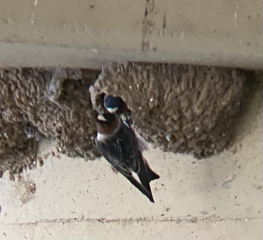 Cliff Swallow - ML621351028