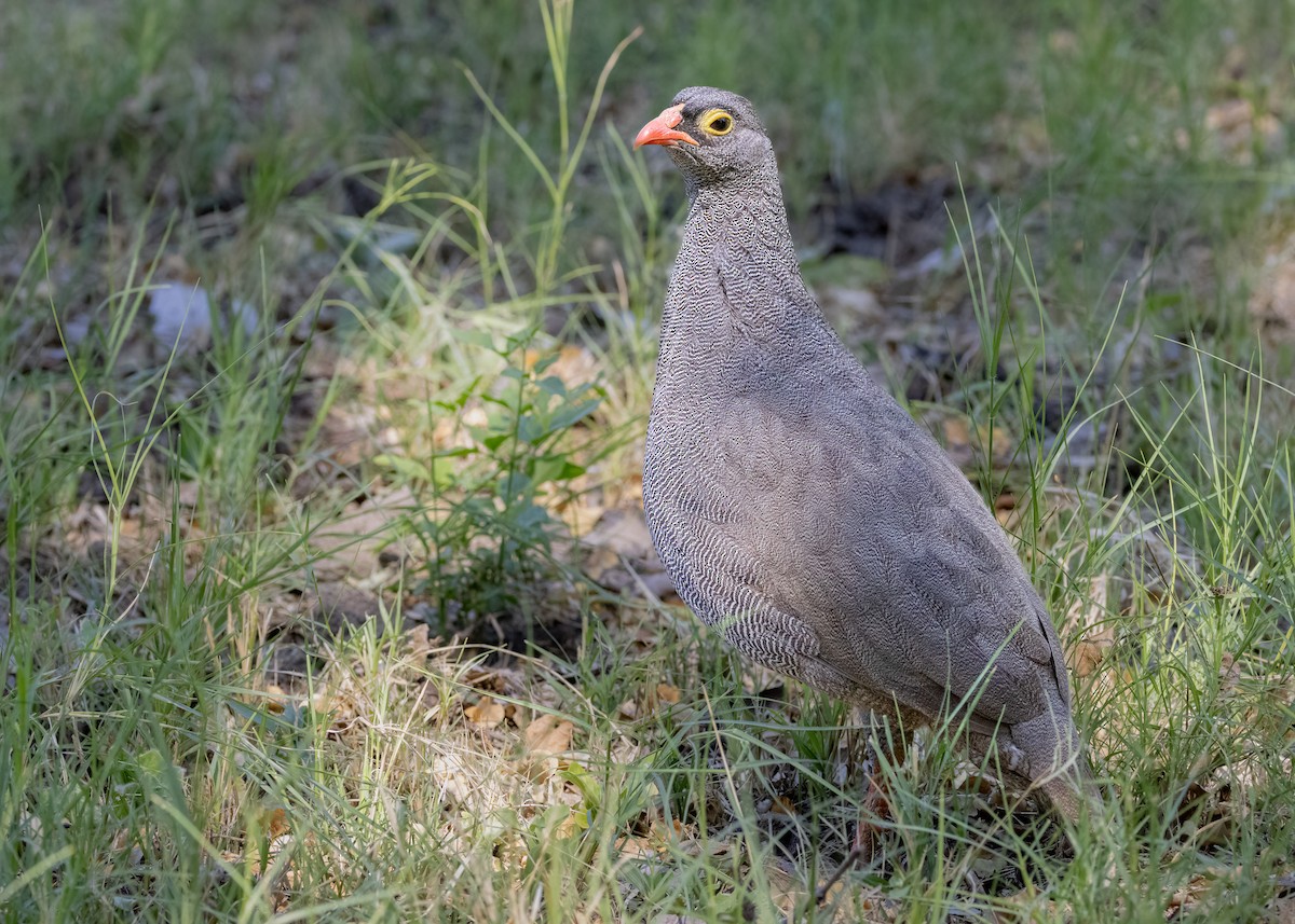 Francolin à bec rouge - ML621351029