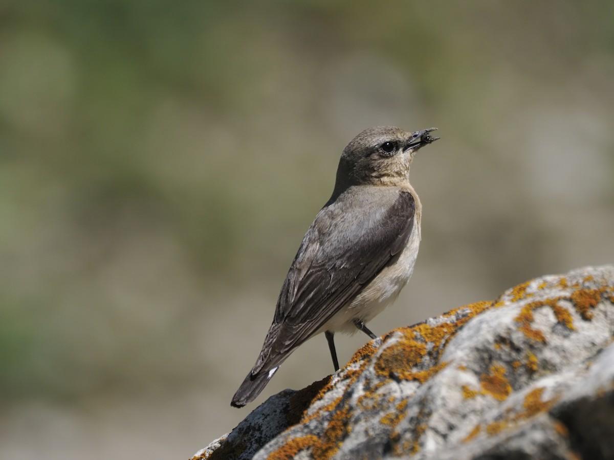 Northern Wheatear - ML621351050