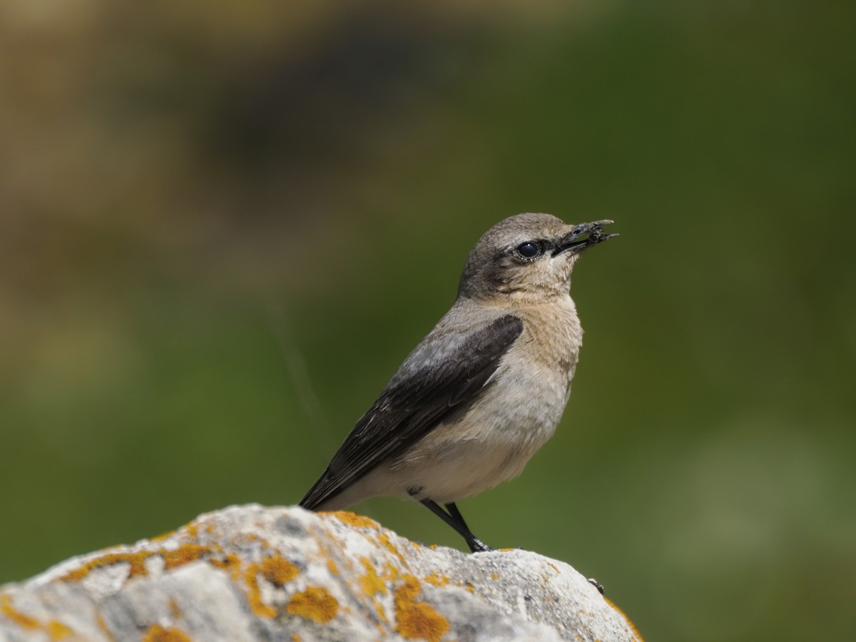 Northern Wheatear - ML621351072