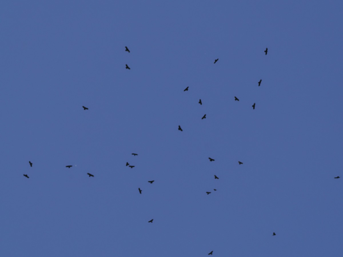Yellow-billed Chough - ML621351130