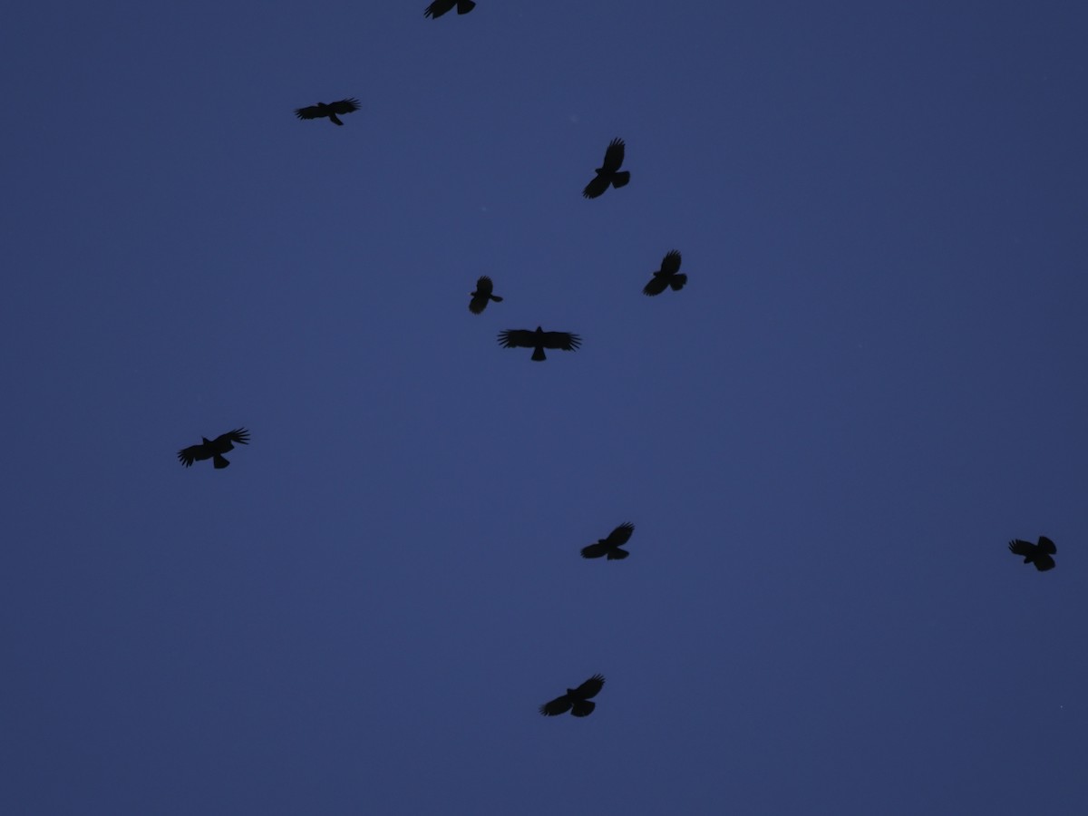 Yellow-billed Chough - ML621351149