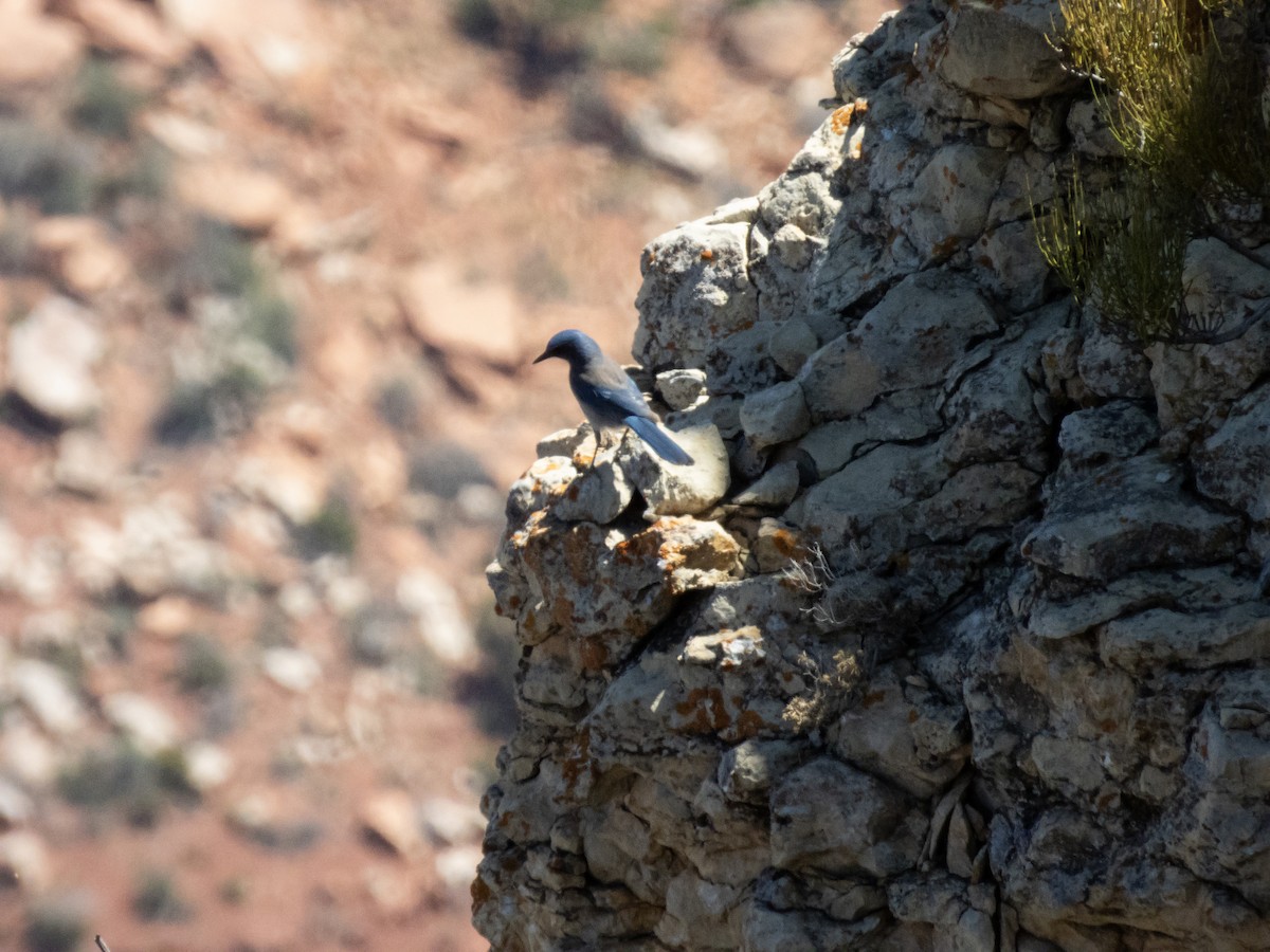 Woodhouse's Scrub-Jay - ML621351158