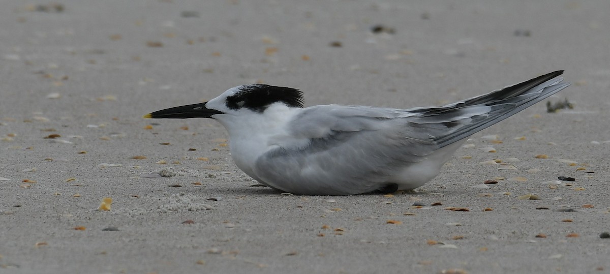 Sandwich Tern - ML621351185