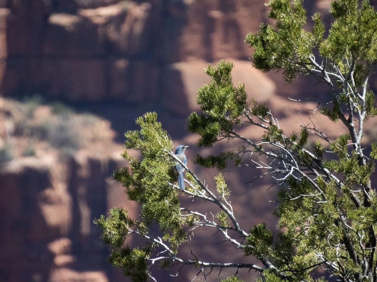 Woodhouse's Scrub-Jay - ML621351248