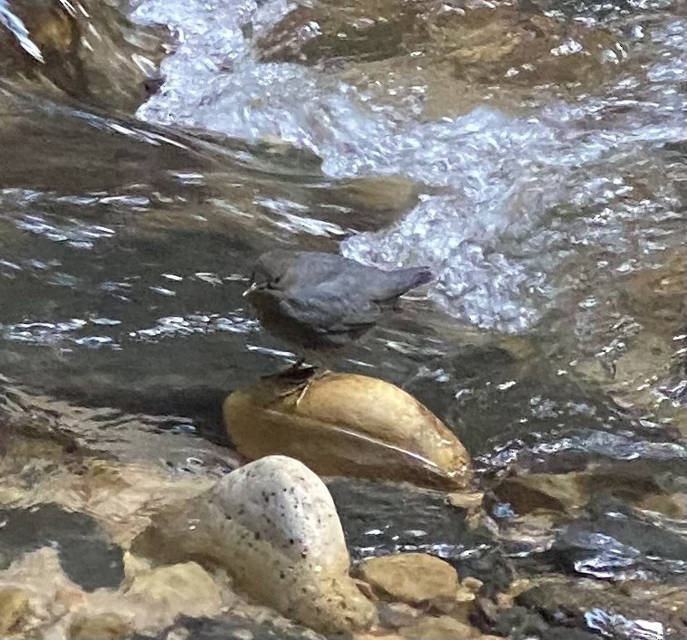 American Dipper - ML621351284