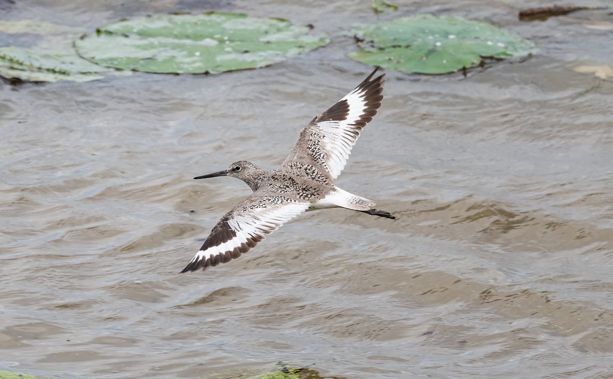 Willet (Western) - ML621351313