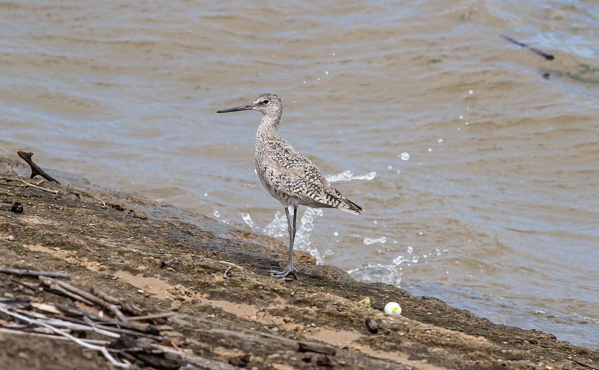 Willet (Western) - ML621351319