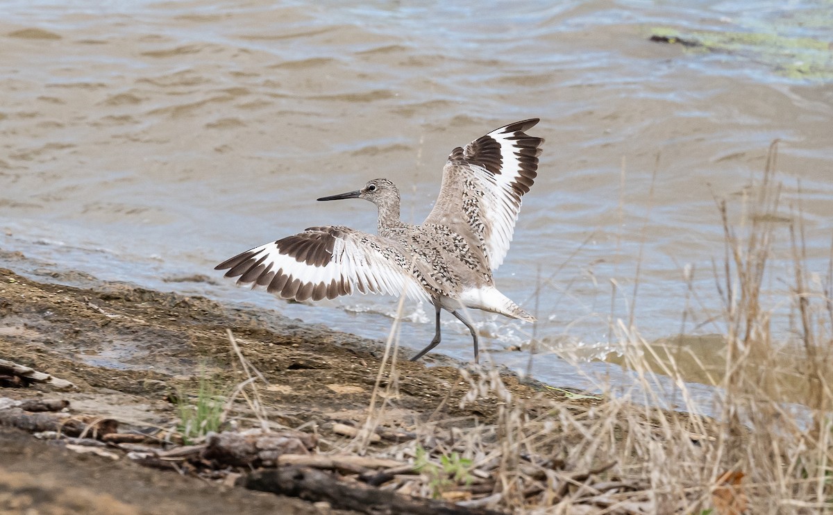 Willet (Western) - ML621351322