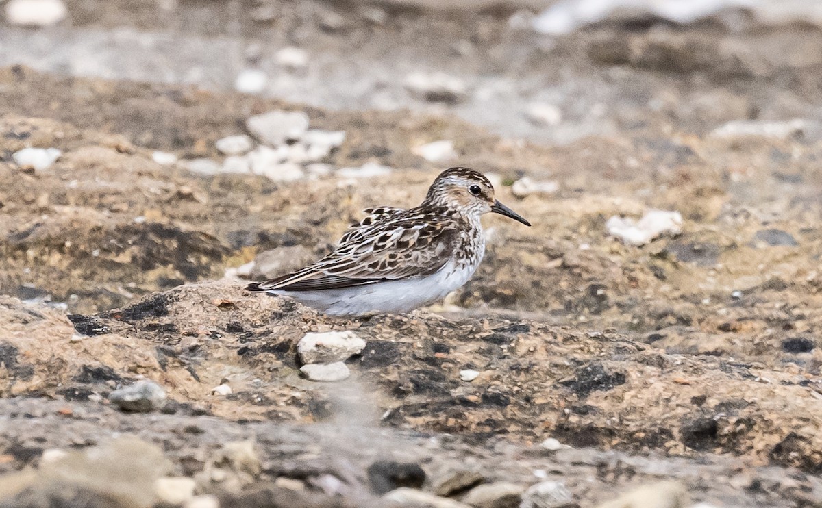 Least Sandpiper - ML621351327