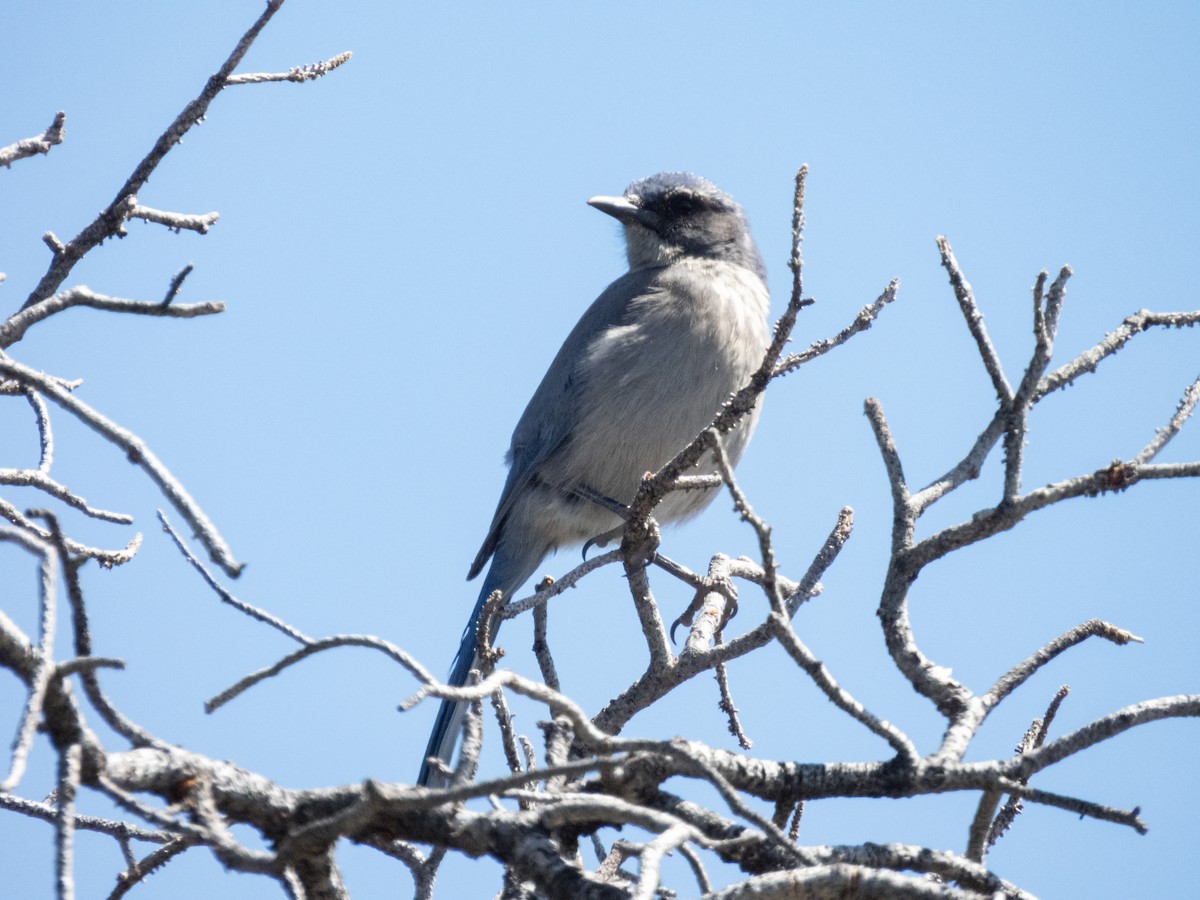 Woodhouse's Scrub-Jay - ML621351328