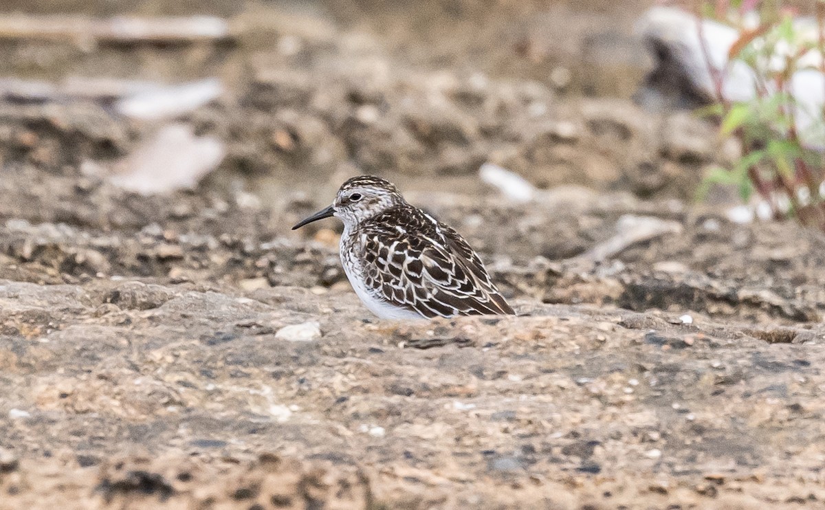 Least Sandpiper - ML621351330