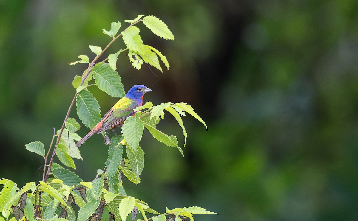 Painted Bunting - ML621351338