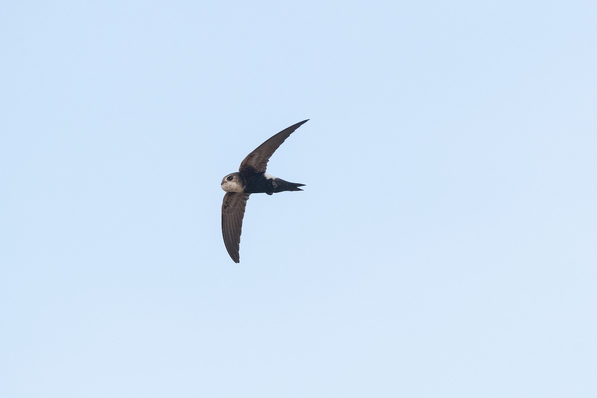 Horus Swift (White-rumped) - ML621351349