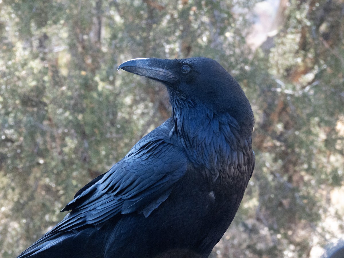 Common Raven - ML621351400