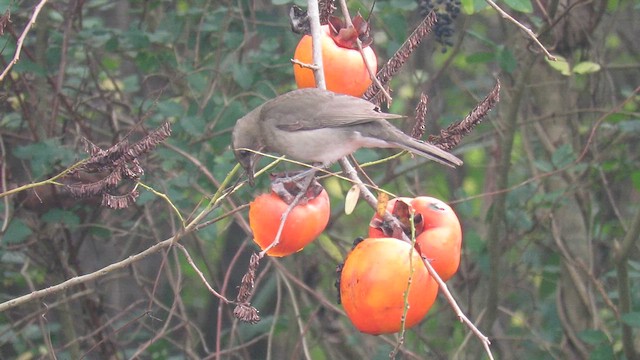 Creamy-bellied Thrush - ML621351430