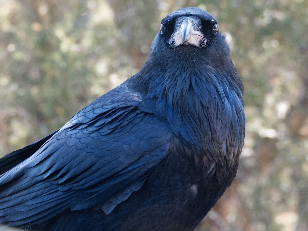 Common Raven - ML621351443