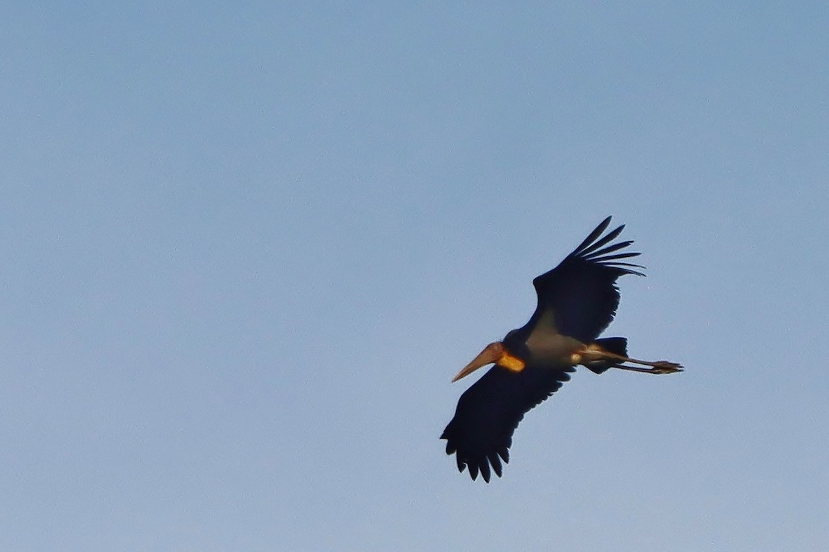 Lesser Adjutant - Volker Lange