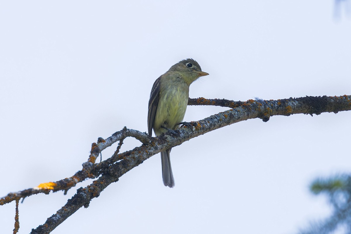 Western Flycatcher (Cordilleran) - ML621351620