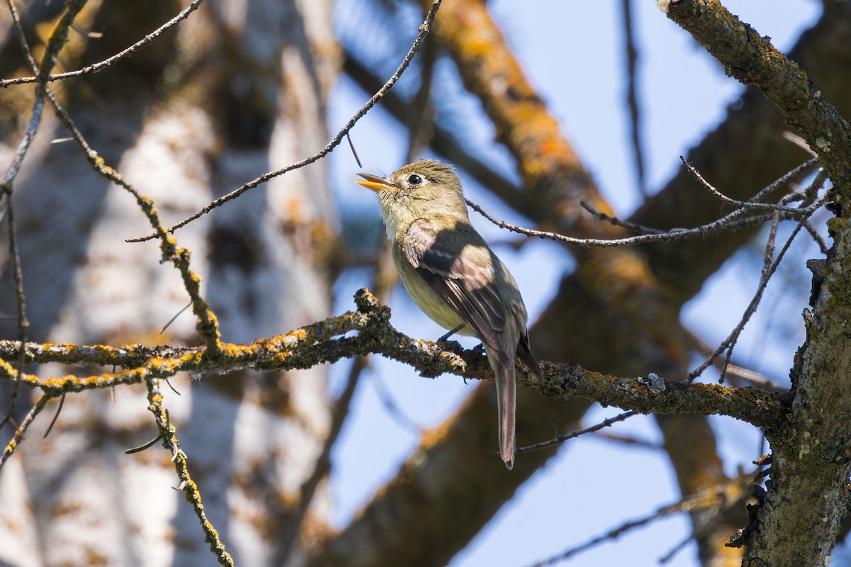 Western Flycatcher (Cordilleran) - ML621351621