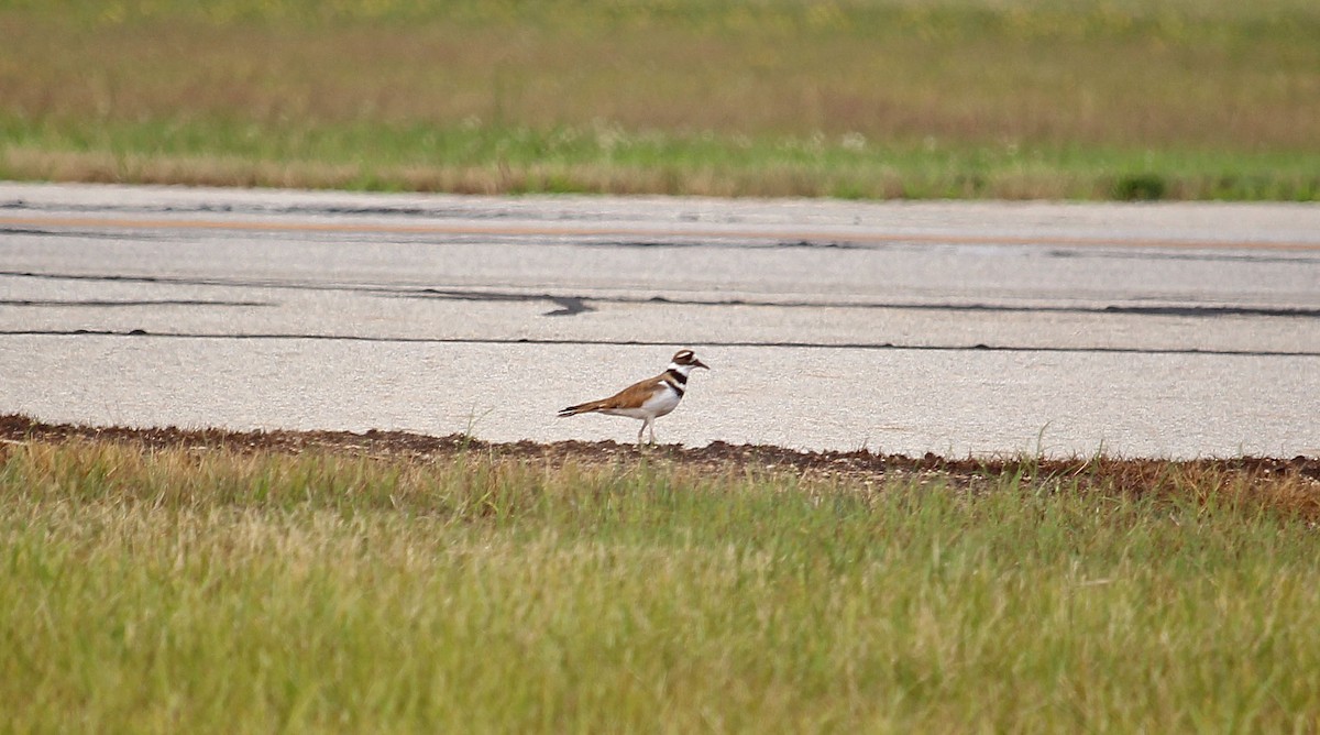 Killdeer - ML621351735