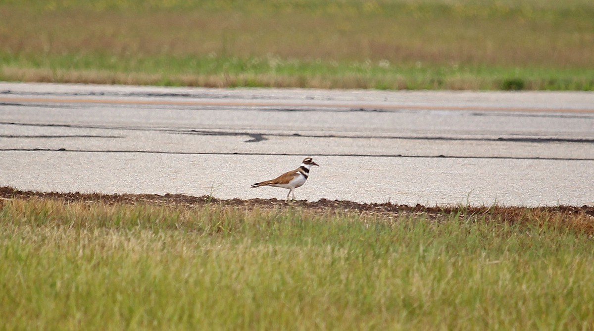 Killdeer - ML621351735