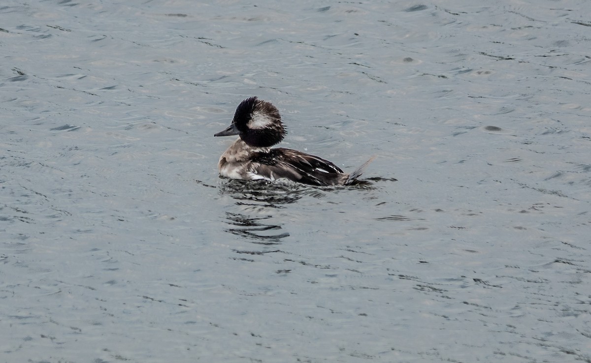 Bufflehead - ML621351741