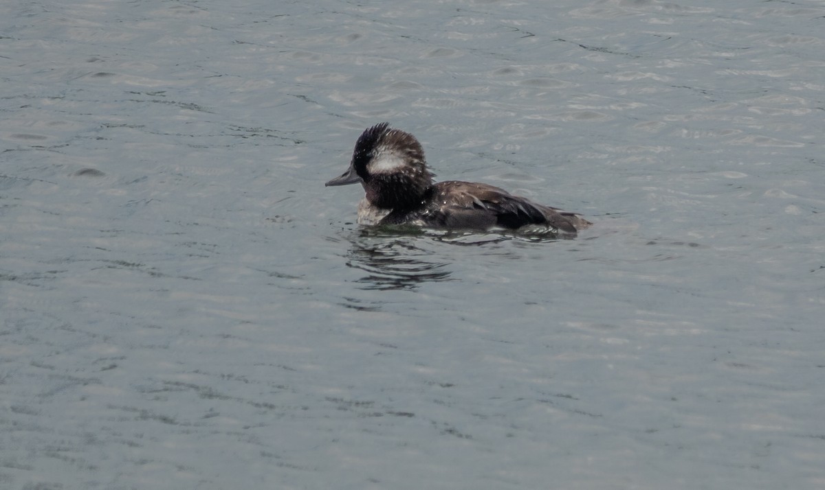 Bufflehead - ML621351837