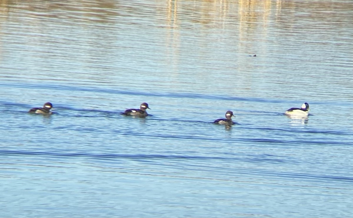 Bufflehead - ML621351954