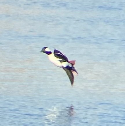 Bufflehead - ML621351966